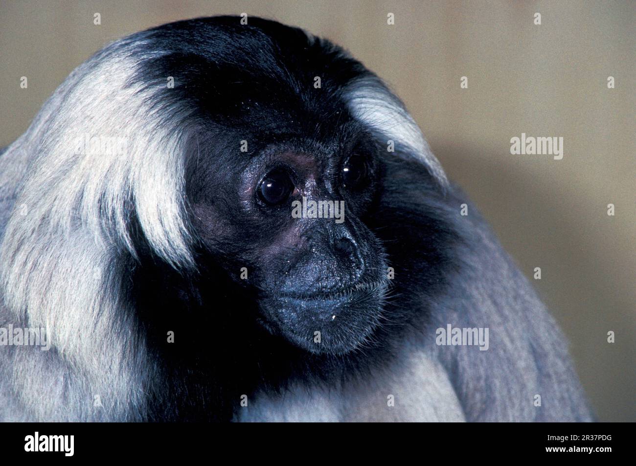 Pileated gibbon (Hylobates pileatus), Cape gibbons, endangered species
