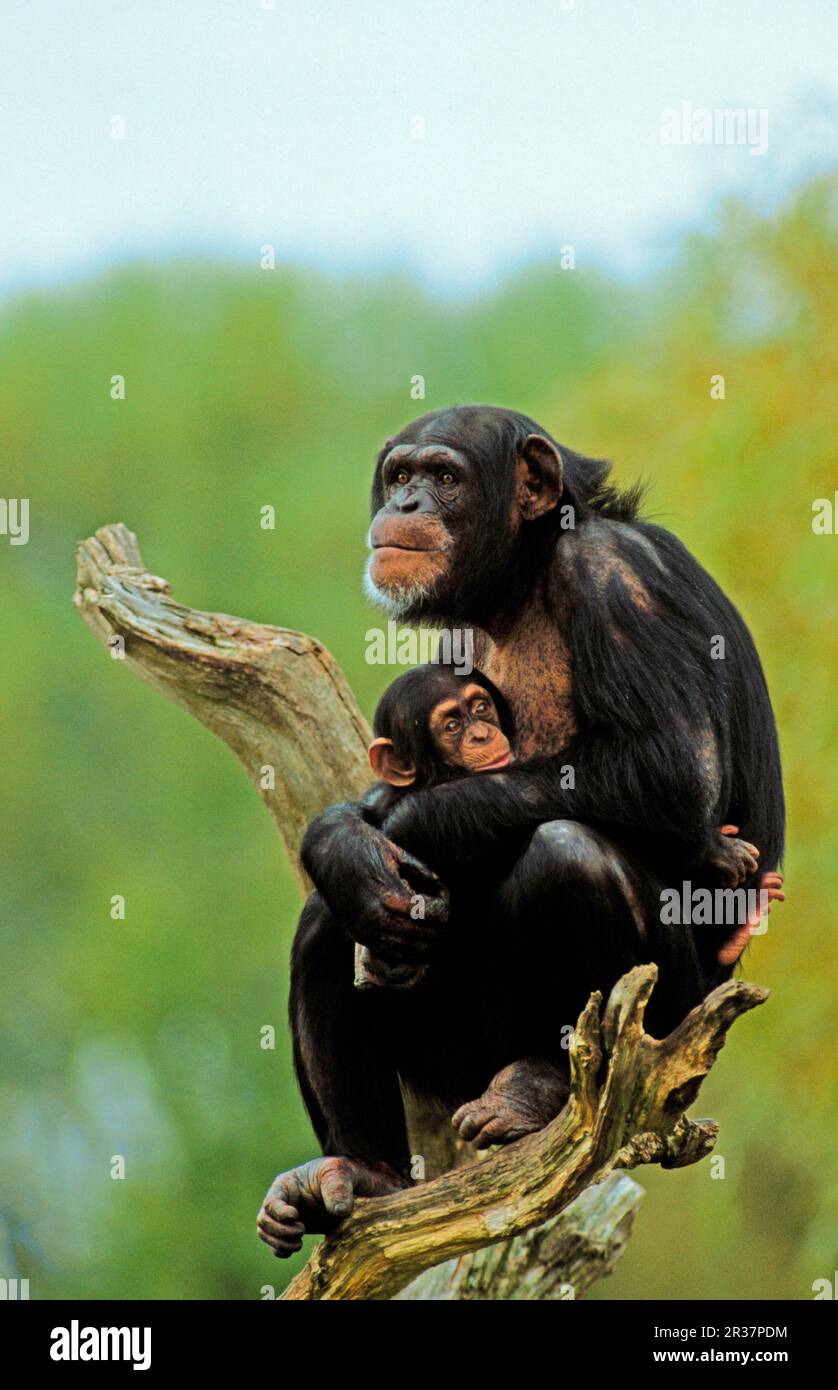Common chimpanzee (Pan troglodytes), chimpanzees, apes, apes, primates