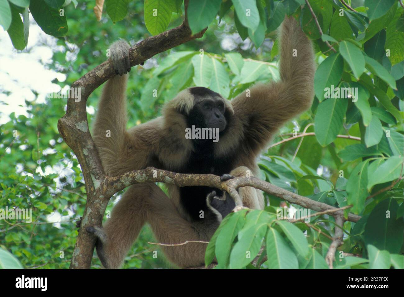 Pileated gibbon (Hylobates pileatus), Cape gibbons, endangered species