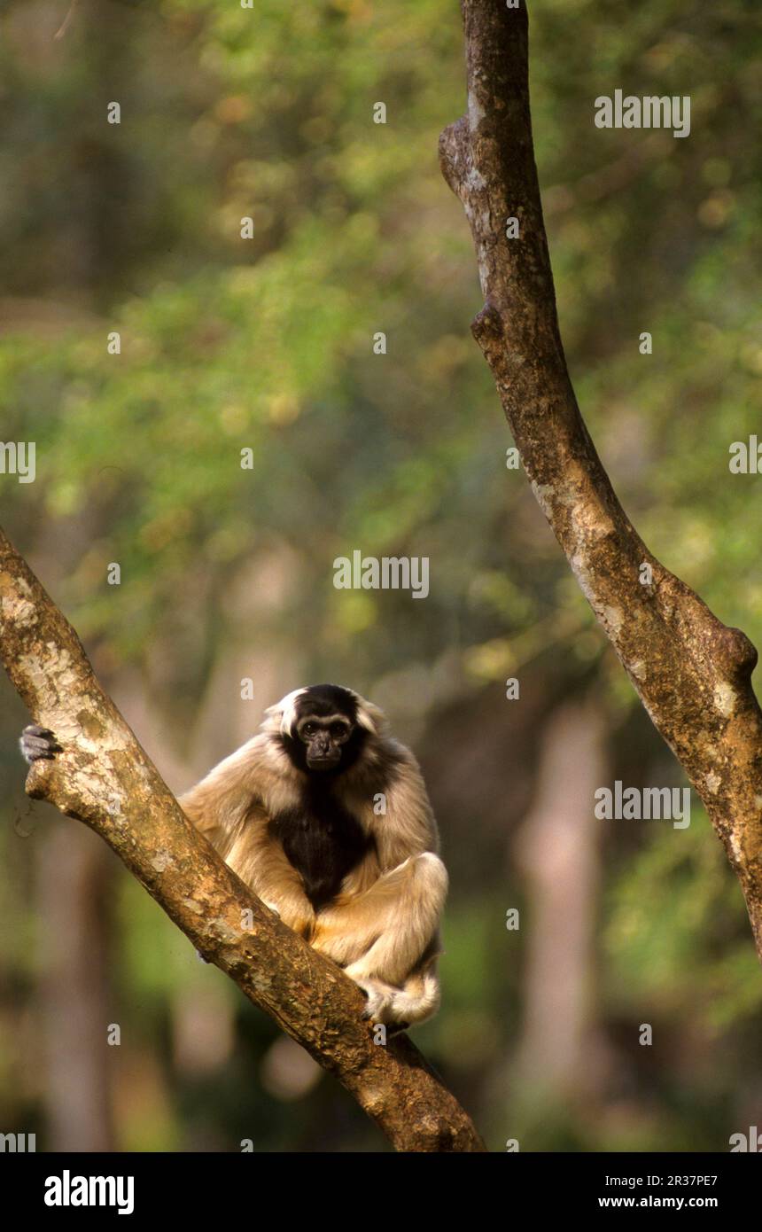 Pileated gibbon (Hylobates pileatus), endangered species, monkeys