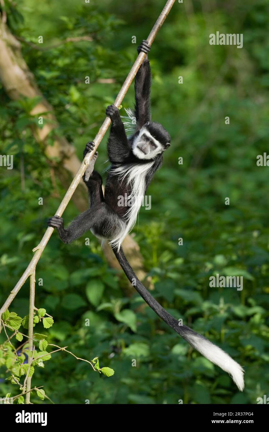 African Monkeys In Tree