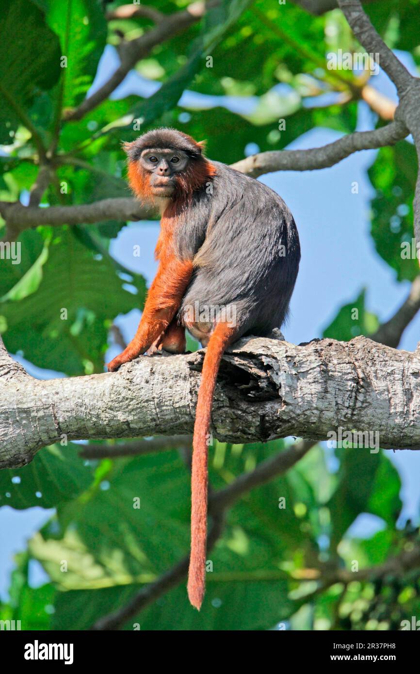 Badius temminckii, Temminck's red black and white colobus (Colobus), monkeys, mammals, animals, Temminck's red colobus (Procolobus badius temminckii) Stock Photo