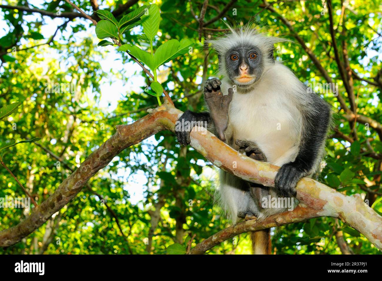 Zanzibar Red zanzibar red colobus (Procolobus kirkii) immature, sitting on a branch in a tree, Jozani Forest, Zanzibar, Tanzania Stock Photo