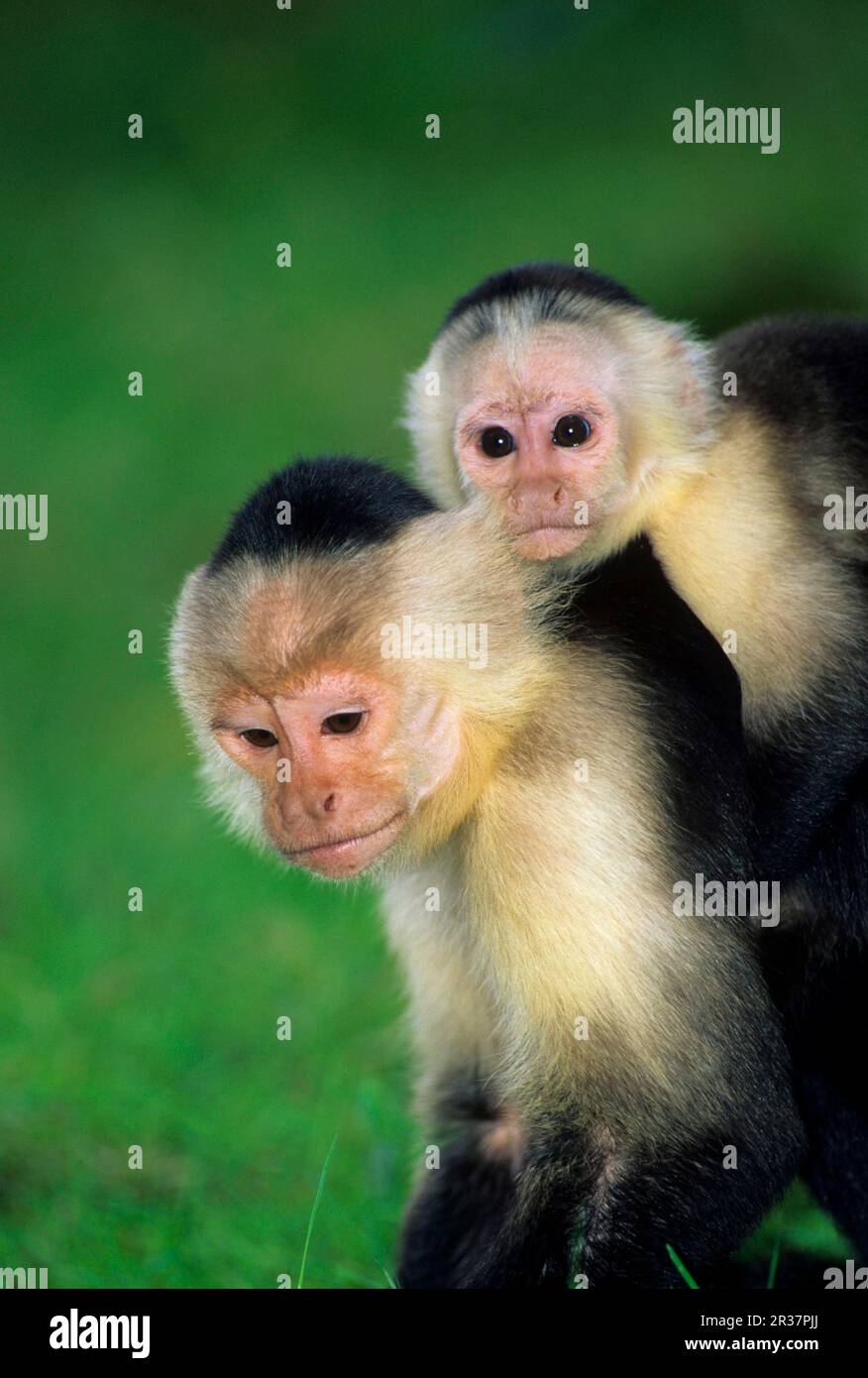 White-shouldered Capuchin, White-shouldered Capuchin Monkey, Monkeys, Capuchins, Primates, Mammals, Animals, White-faced Capuchin (Cebus capuchinus) Stock Photo