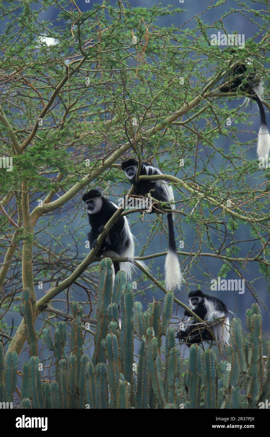 Eastern (Colobus guereza) Black and white colobus monkey (S), Kenya Stock Photo