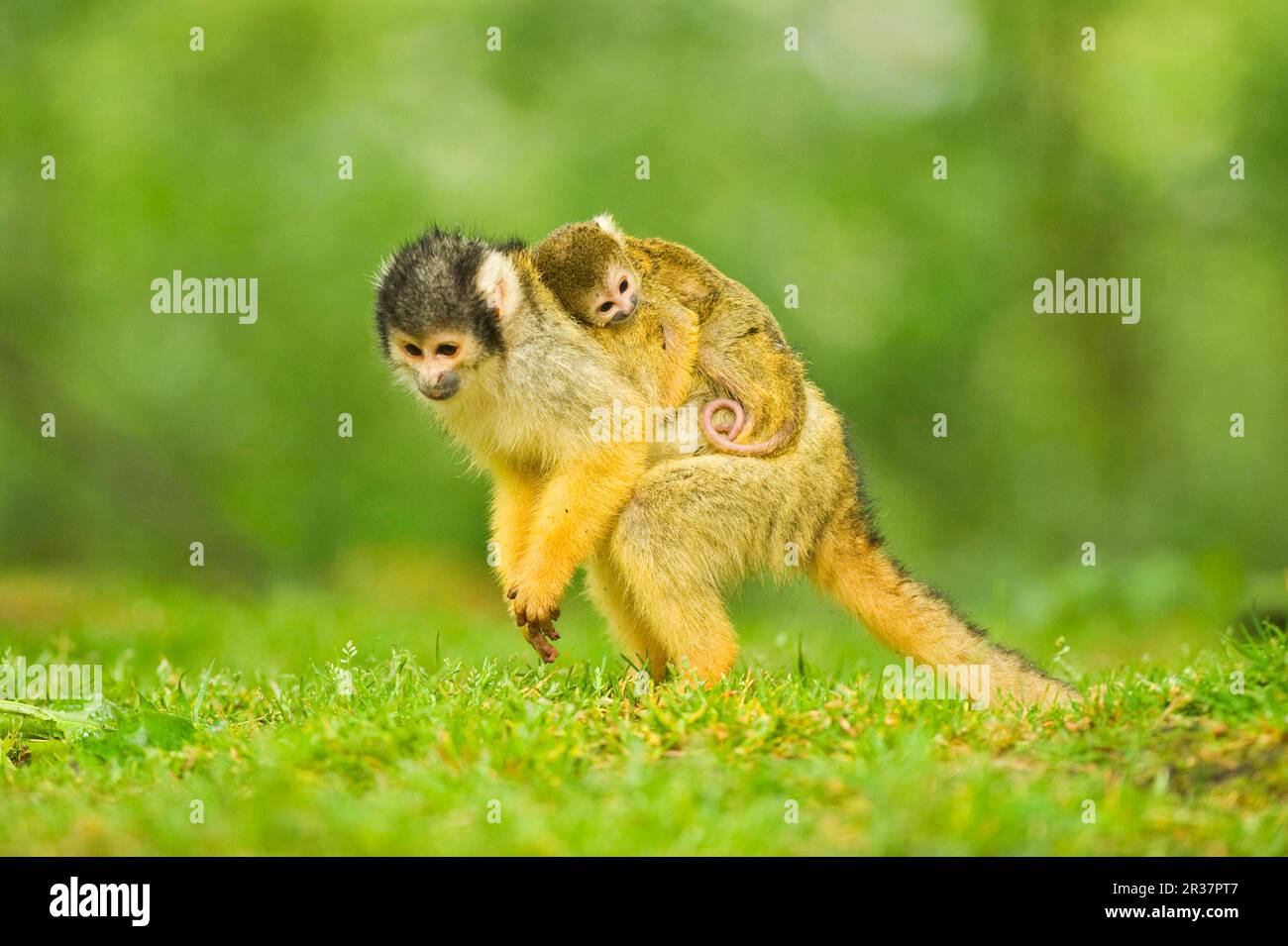 Black-headed squirrel monkey, Black-headed squirrel monkey, Bolivian