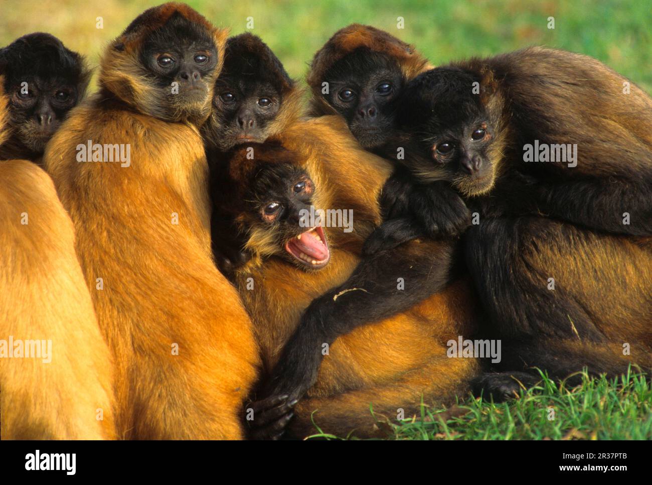 Mexican Spider Monkey, Mexican Spider Monkeys, Monkeys, Capuchins