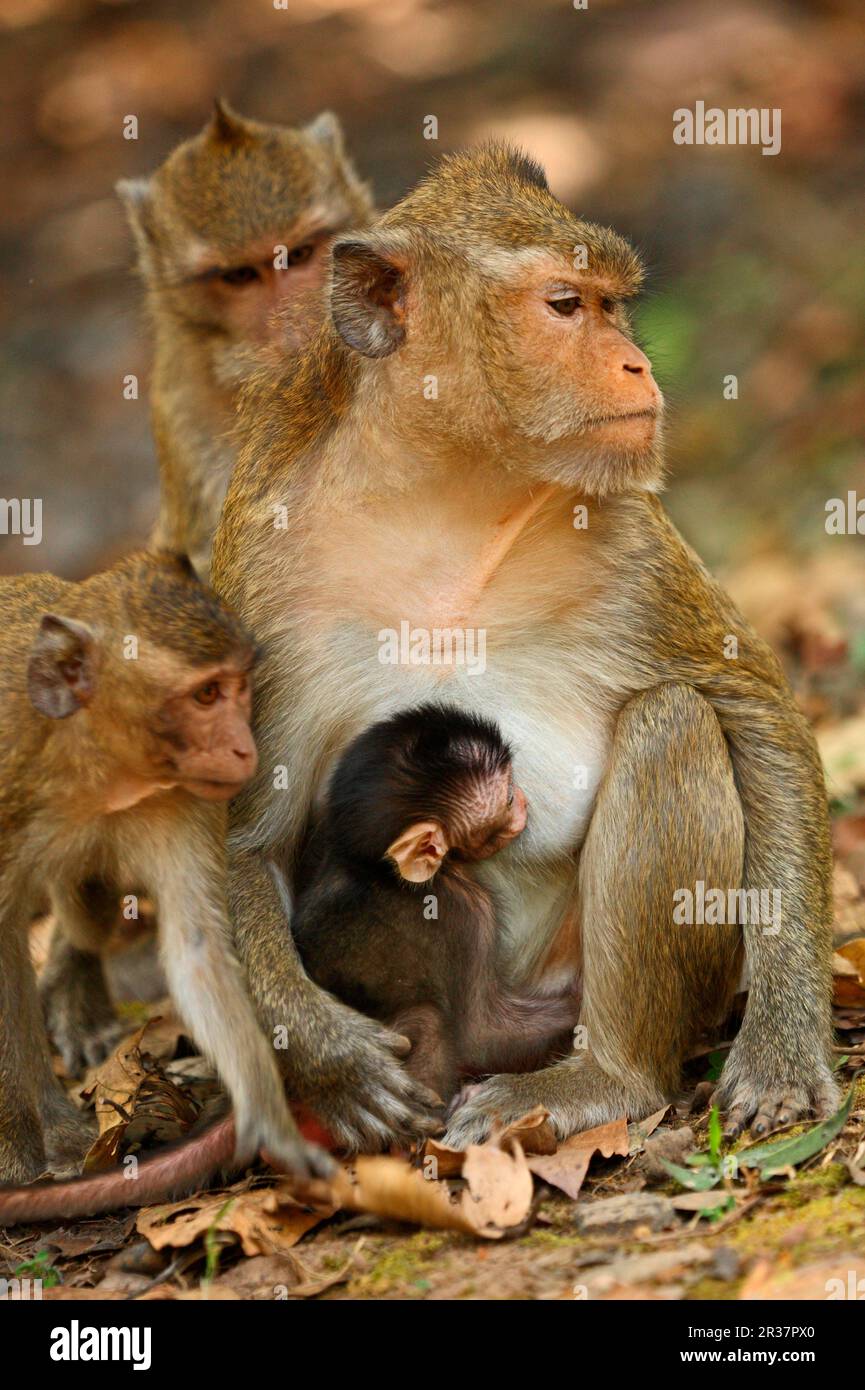 Crabeating macaques (Macaca fascicularis), Javanese monkeys, Long