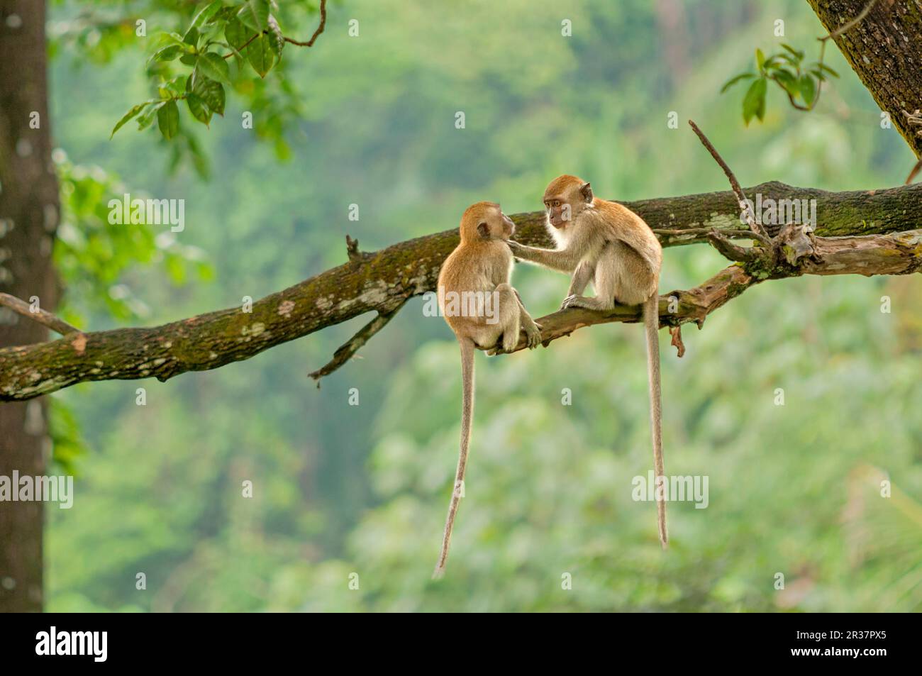 Crabeating macaques (Macaca fascicularis), Javanese monkeys, Long