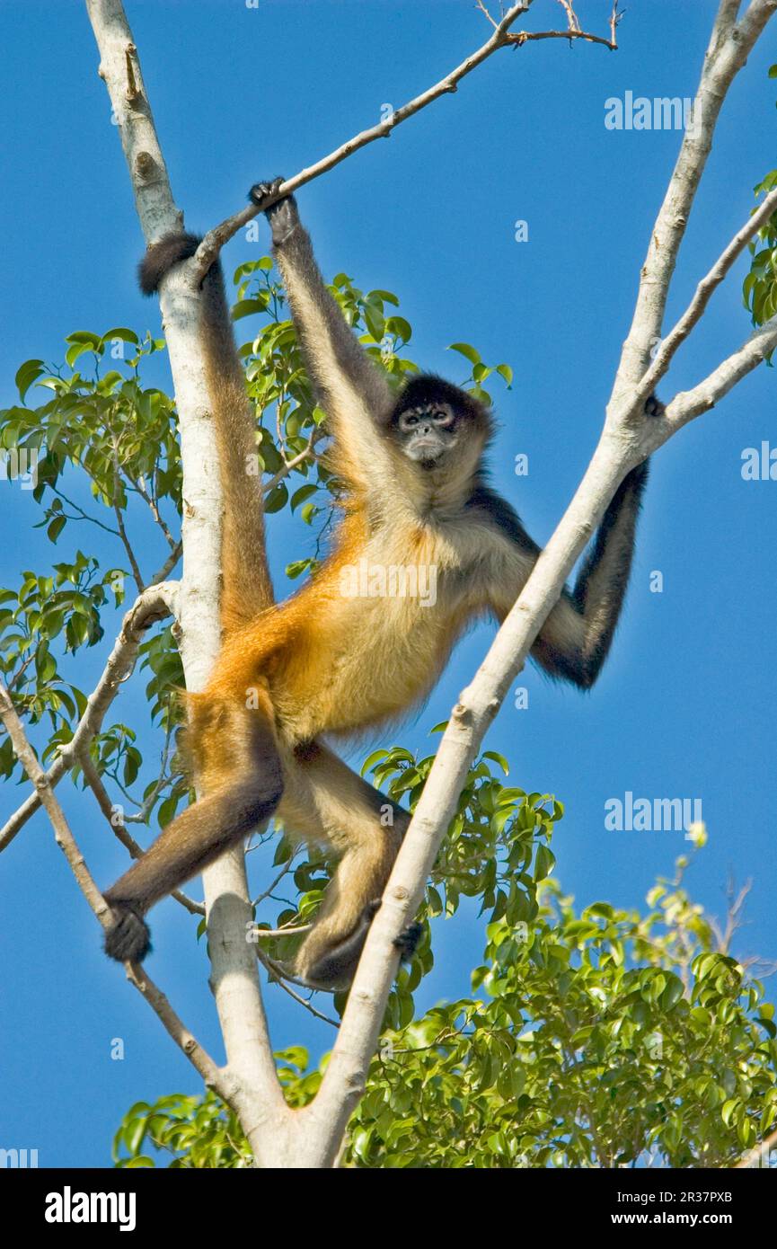 Mexican Spider Monkey, Mexican Spider Monkeys, Monkeys, Capuchins
