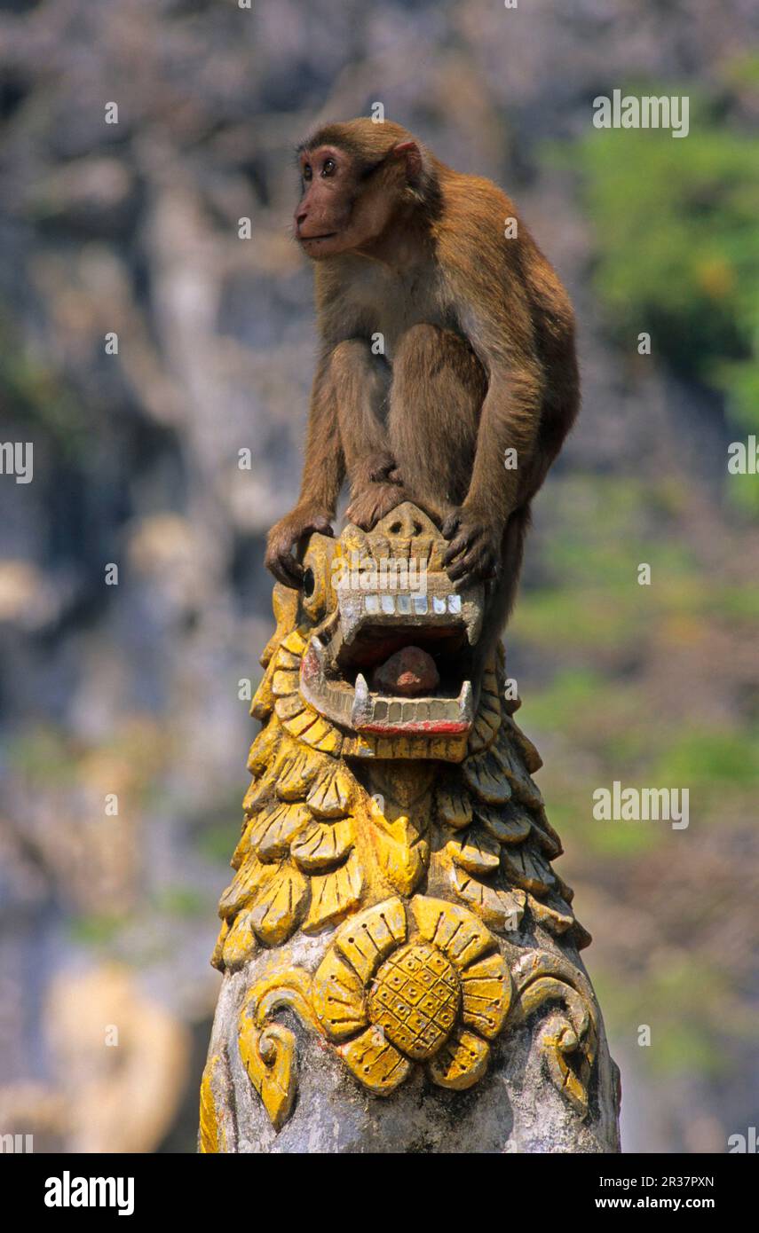 Thailand monkey statue hires stock photography and images Alamy