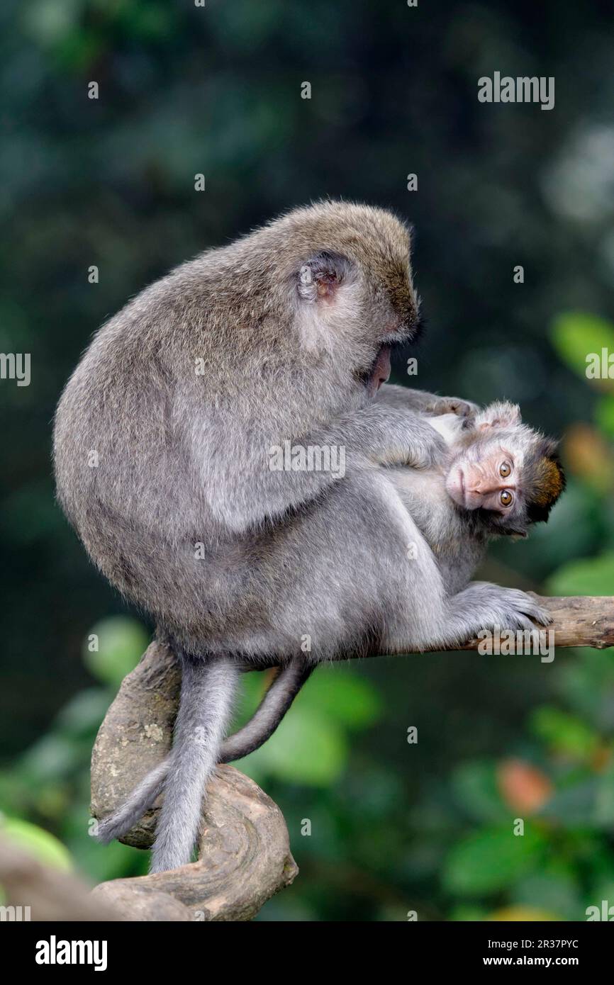 Crab-eating Macaque (Macaca fascicularis) adult female grooming young ...