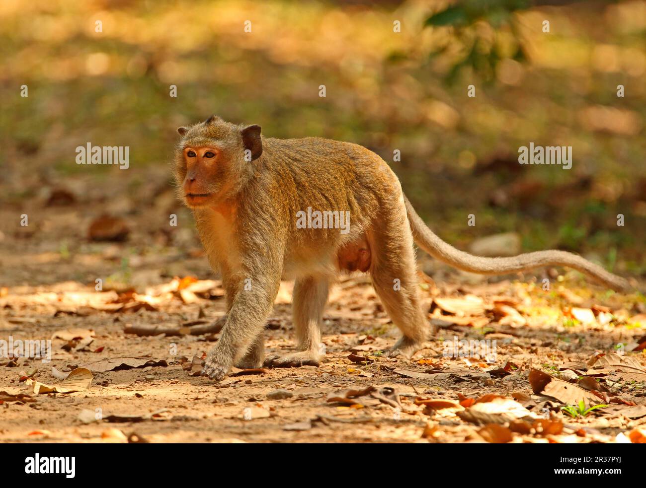 Crabeating macaques (Macaca fascicularis), Javanese monkeys, Longtailed macaque, Monkeys