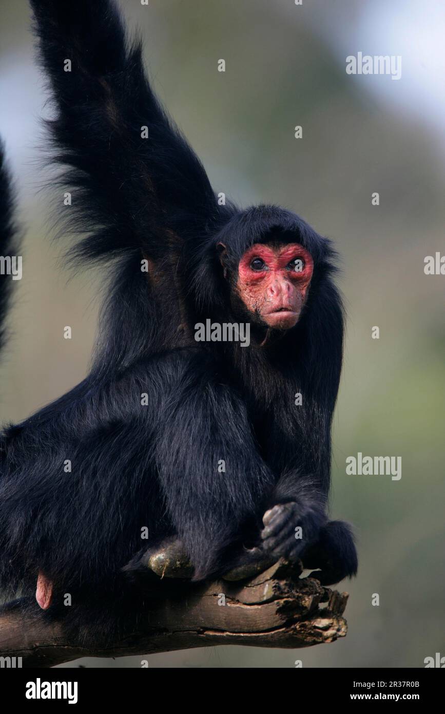 Black Spider Monkey, Black red-faced spider monkey (Ateles paniscus