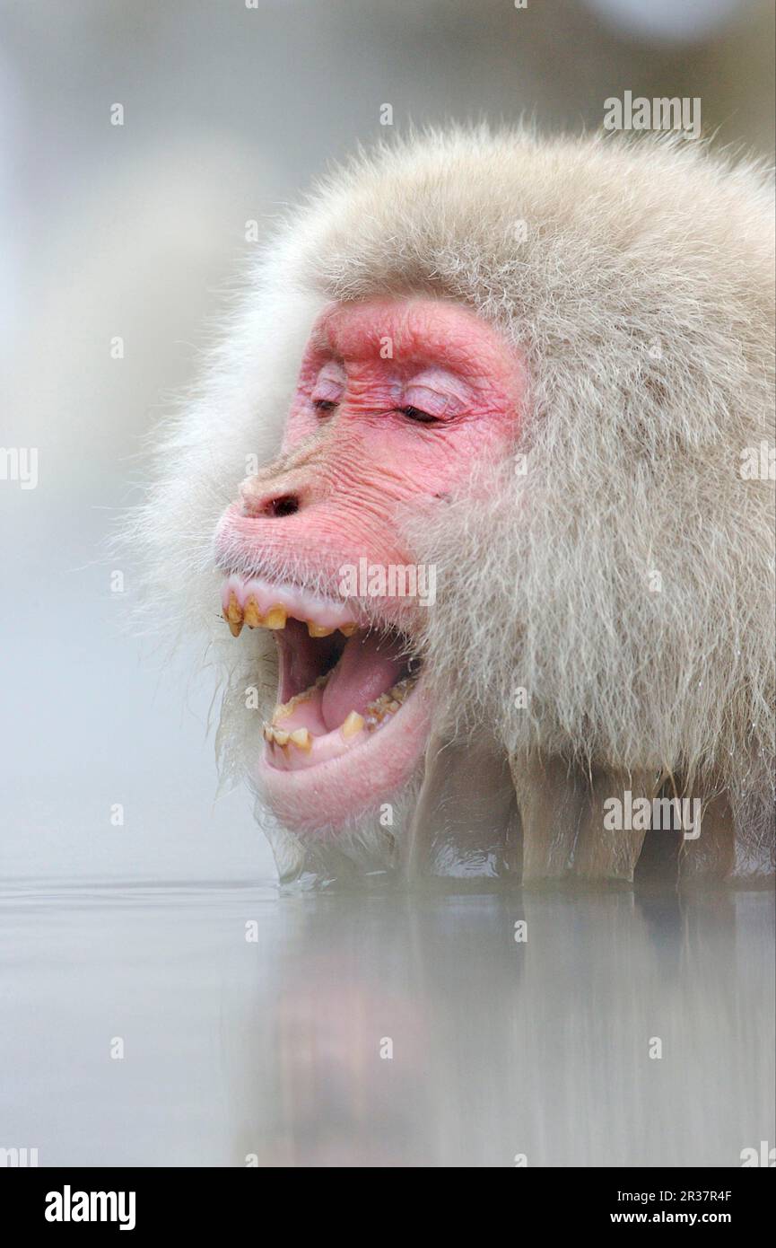 Red-faced macaque, Red-faced macaque, japanese macaque (Macaca fuscata ...