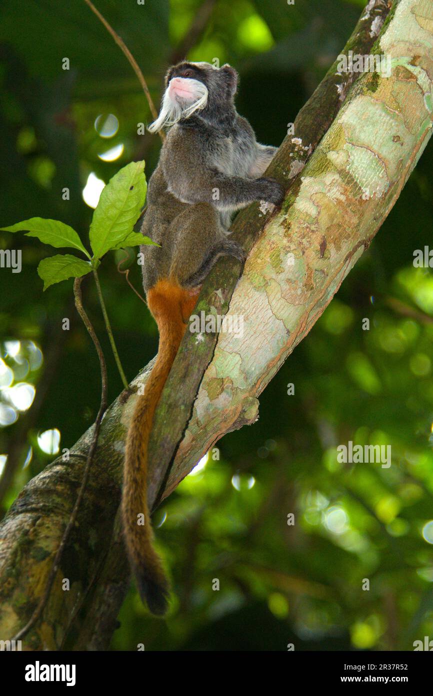 Caesarean tamarin, Caesarean tamarins, Monkeys, Clawed monkeys