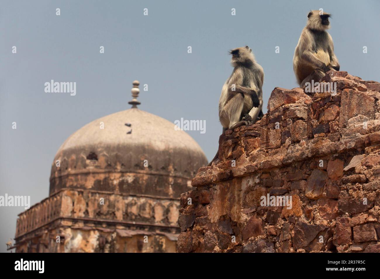 Southern Plains Grey southern plains gray langur (Semnopithecus dussumieri) two adults, sitting on a wall of a historical fort, Ranthambore N. P. Stock Photo