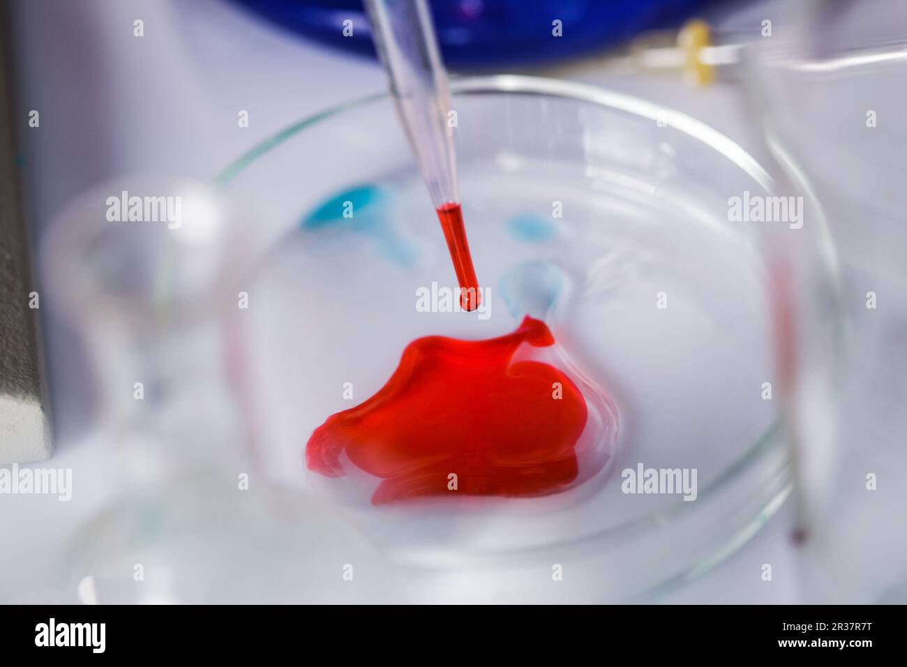 Scientist shows a diffusion in the Petri dish Stock Photo Alamy