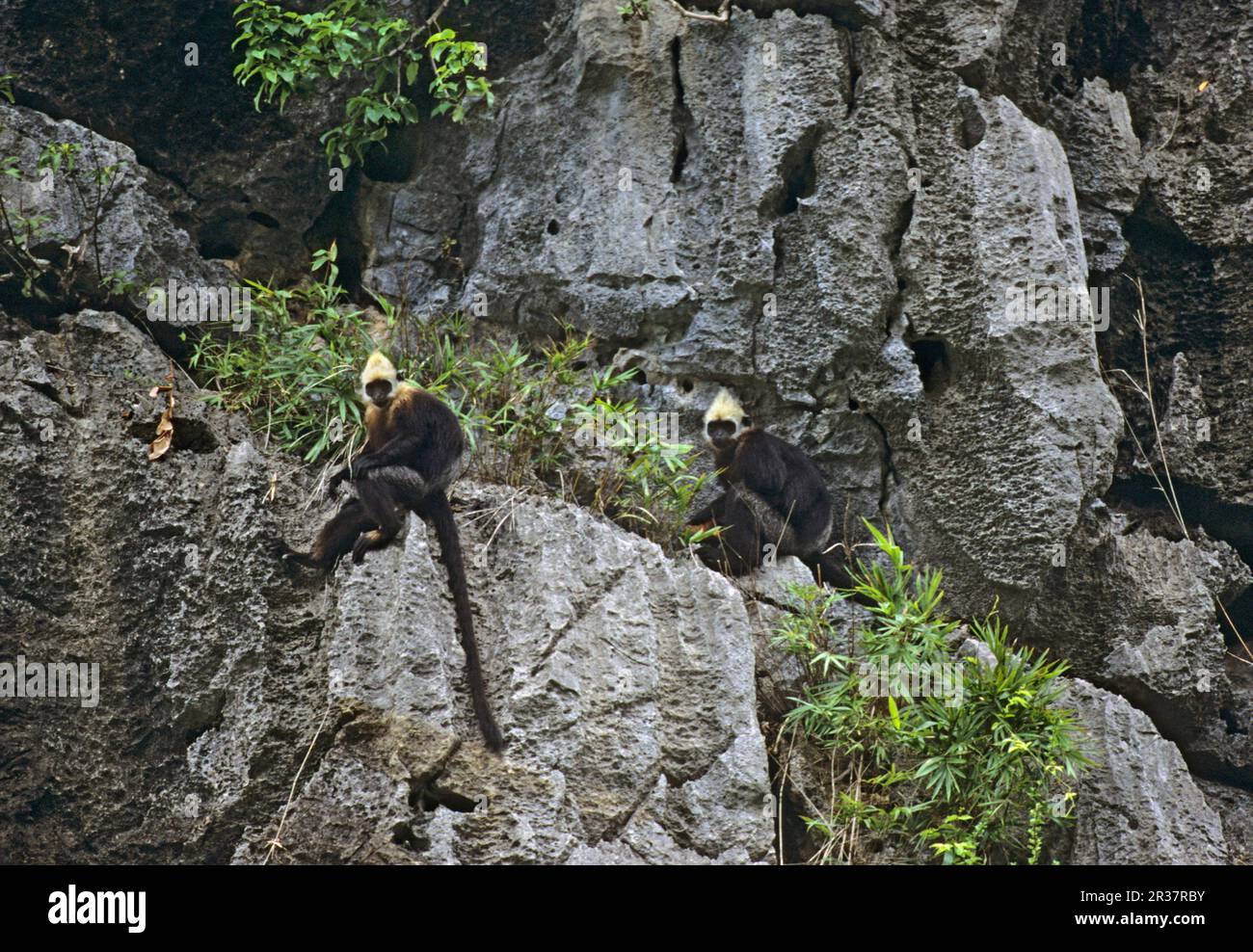 Golden-headed langur, Cat Ba langur, Golden-headed langurs, Cat Ba