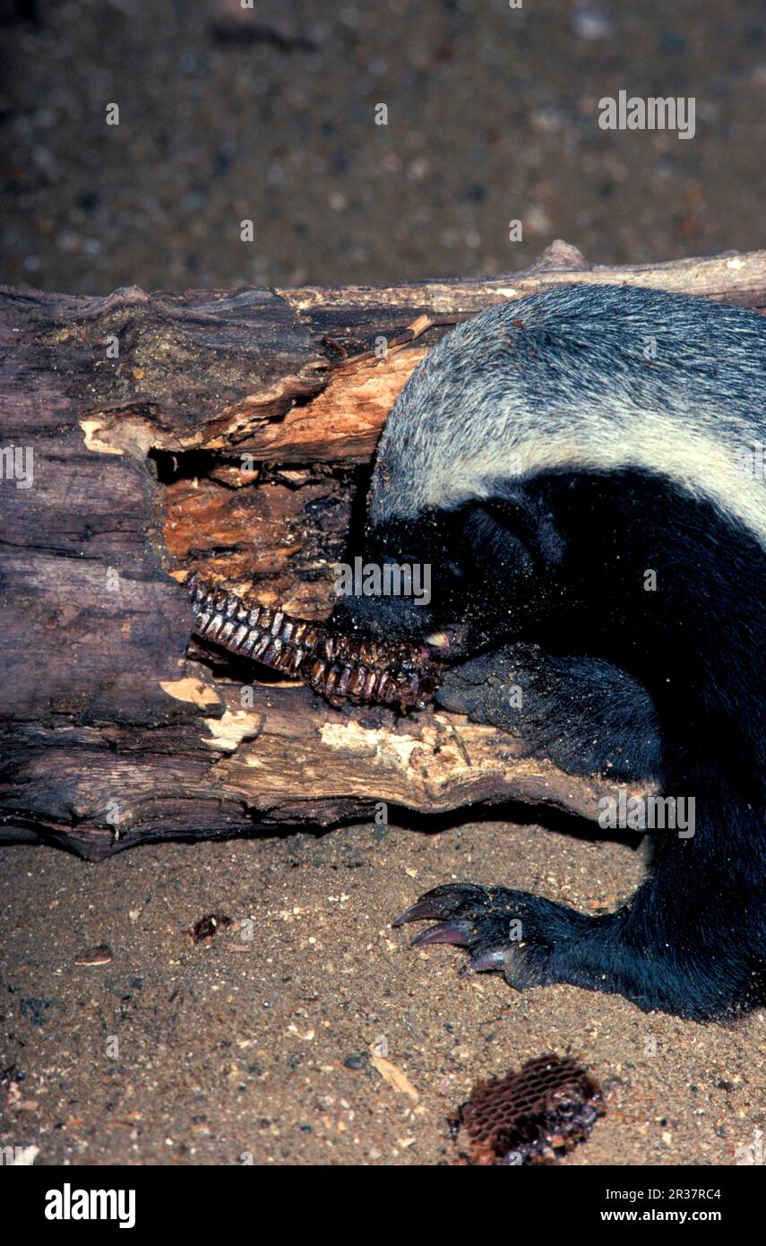Honey Badger, honey badgers (Mellivora capensis), Ratel, Martenidae