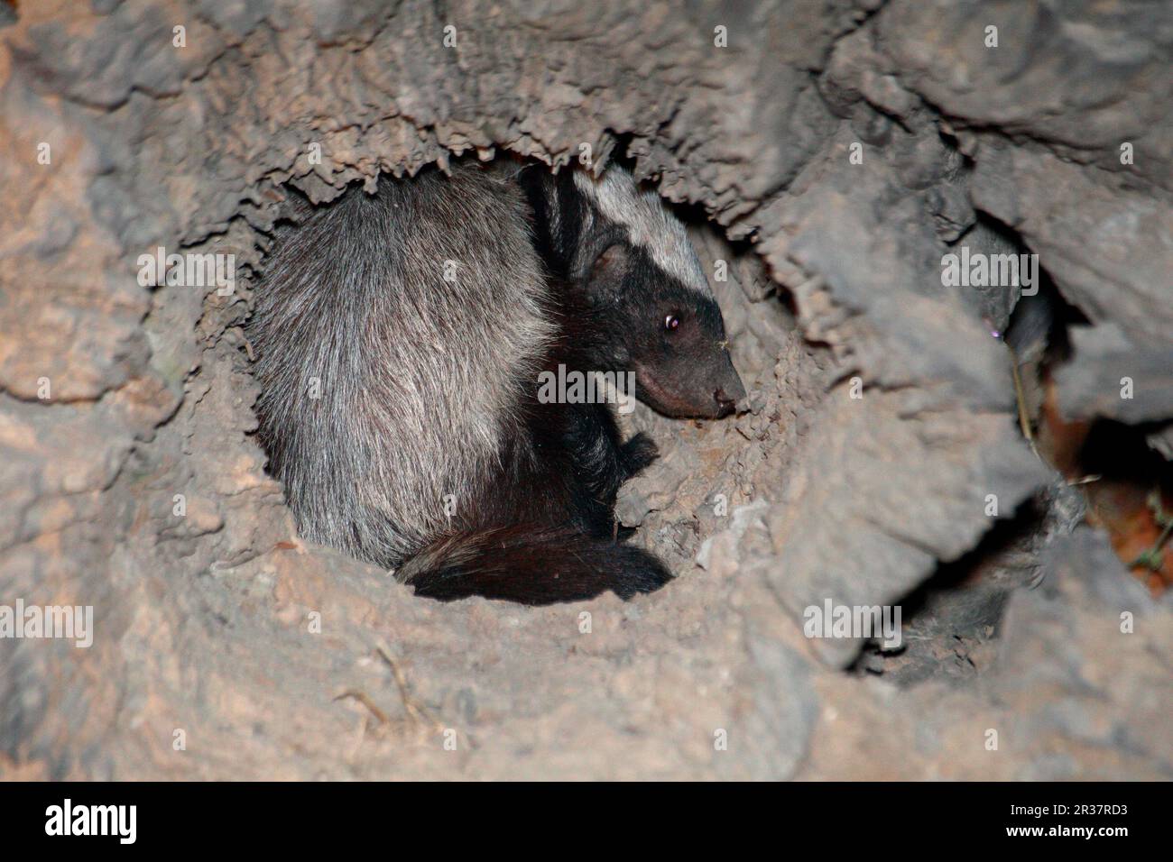 Honey Badger (Mellivora capensis) adult, hiding in hollow log at night, South Luangwa N. P. Zambia Stock Photo