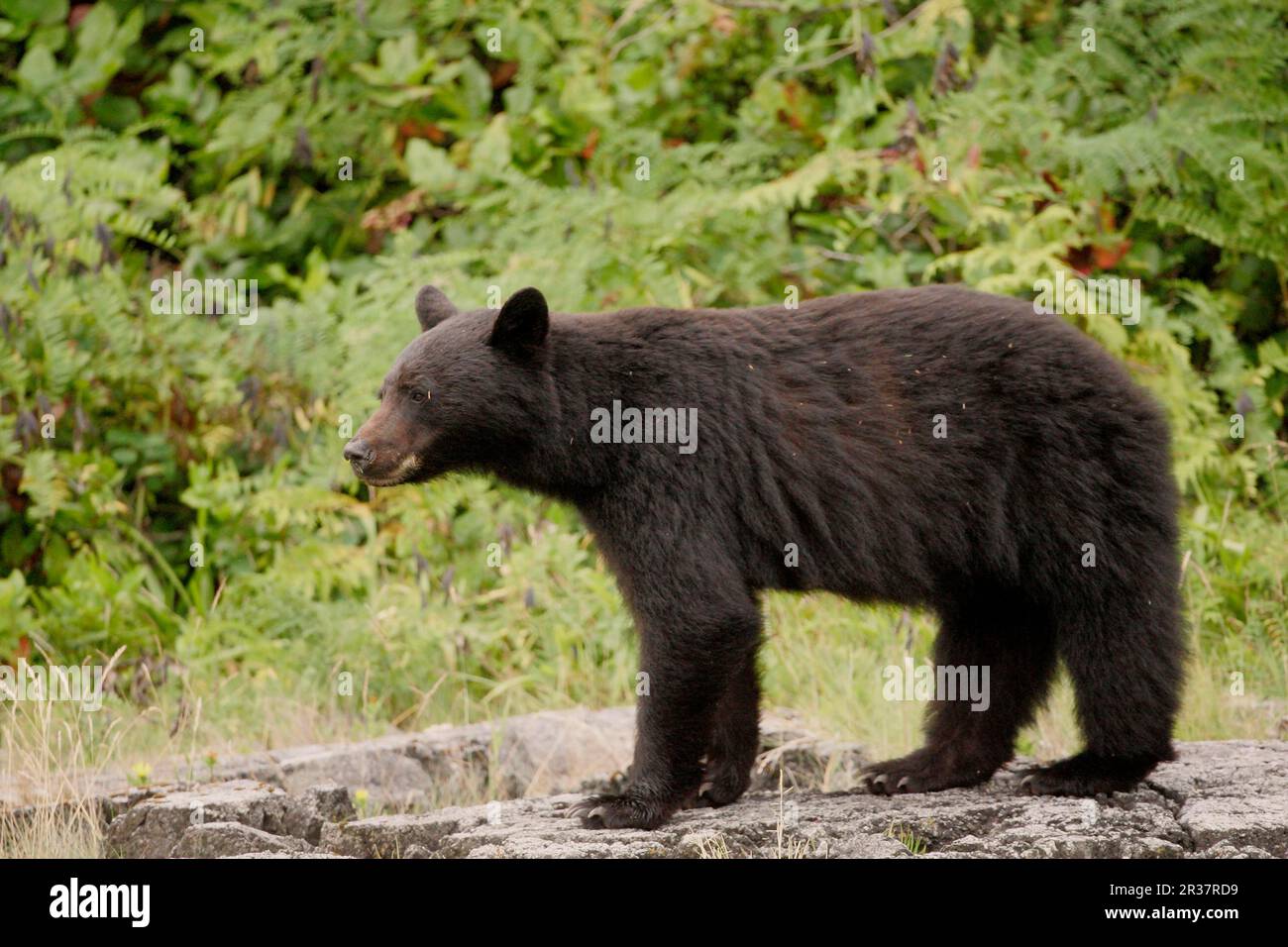American Black Bear (Ursus americanus), american black bear, bears