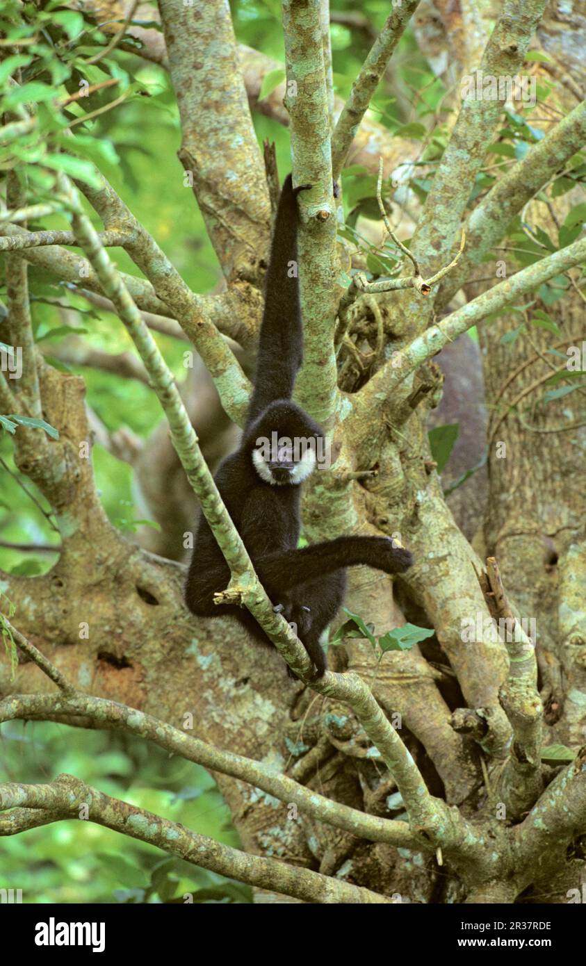 Southern southern white-cheeked gibbon (Nomascus siki), adult male, sitting on tree, primate rescue centre, Vietnam Stock Photo