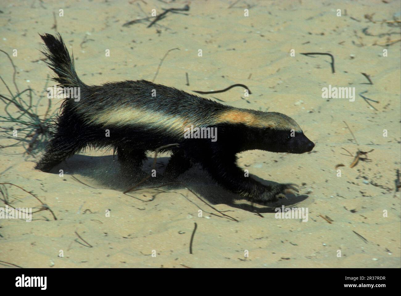 Honey Badger, honey badgers (Mellivora capensis), Ratel, Martenidae