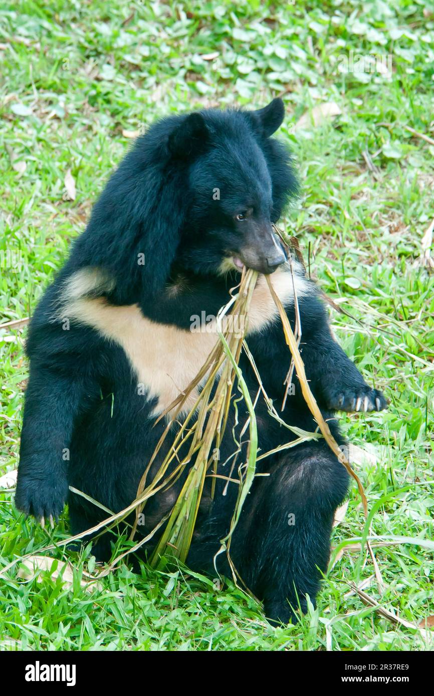 Asiatic Black Bear (Ursus thibetanus) adult, feeding on leaves, Animals Asia Foundation Sanctuary, Tam Dao N. P. Vietnam Stock Photo