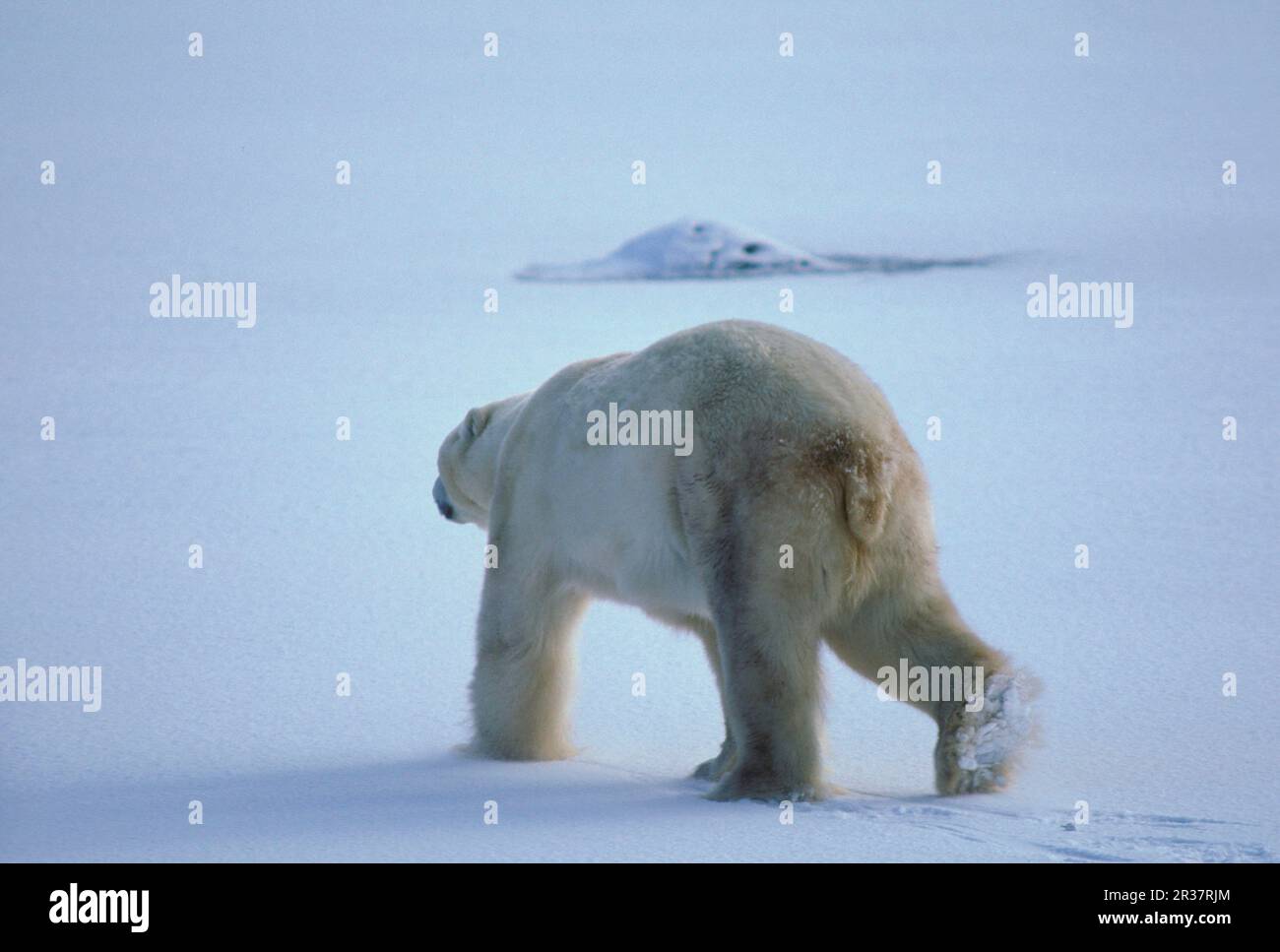 polar bear, polar bears (Ursus maritimus) polar bears bears, predators