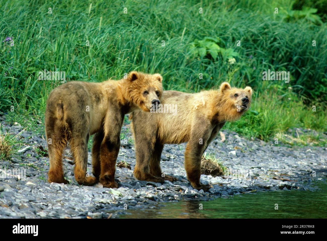 Kodiak bear, kodiak bears (Ursus arctos middendorffi), brown bear, brown bears, bears, predators, mammals, animals, Kodiak Bear Two bears standing at Stock Photo