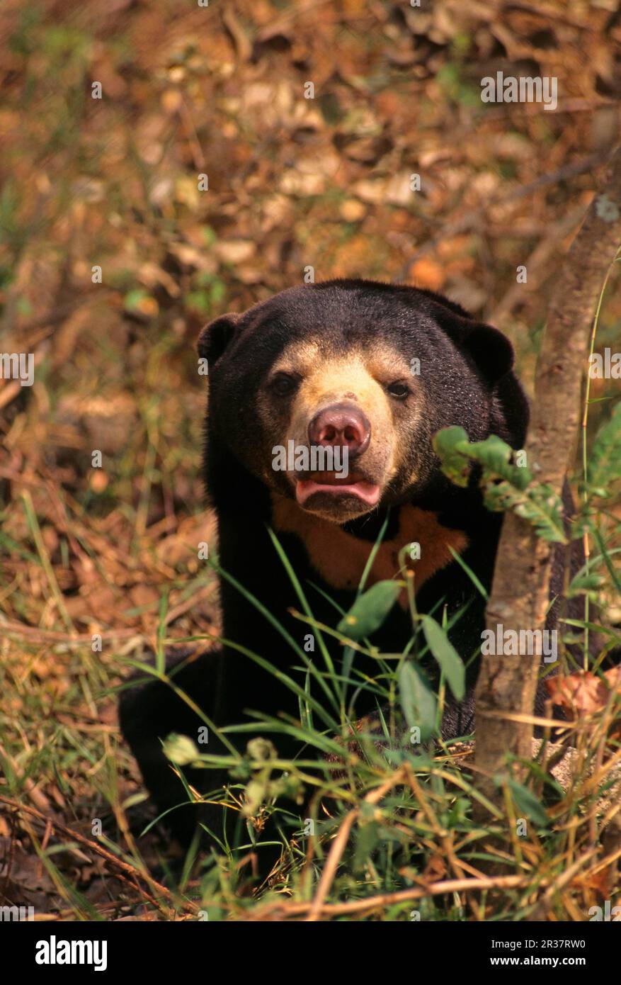 Sun bear (Helarctos malayanus) sitting, Phnom Tamao Zoo and Wildlife Rescue Centre, Cambodia Stock Photo