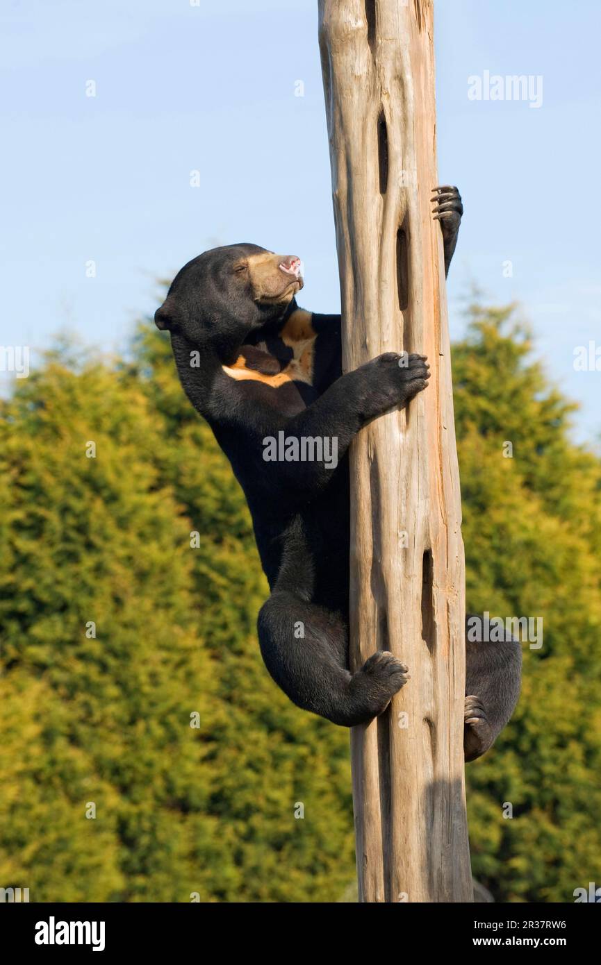 Malayan sun bear (Helarctos malayanus) adult, climbing tribe, in captivity Stock Photo