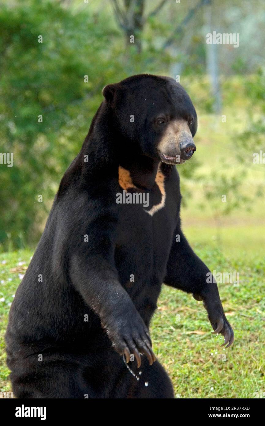 Malayan sun bear (Helarctos malayanus), adult, standing on hind legs Stock Photo