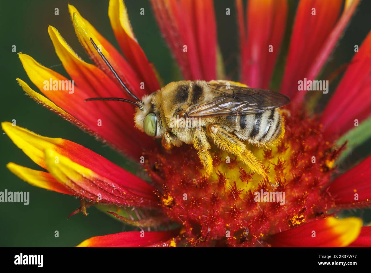 Longhorn Bee (Svastra sp.) - Male Stock Photo