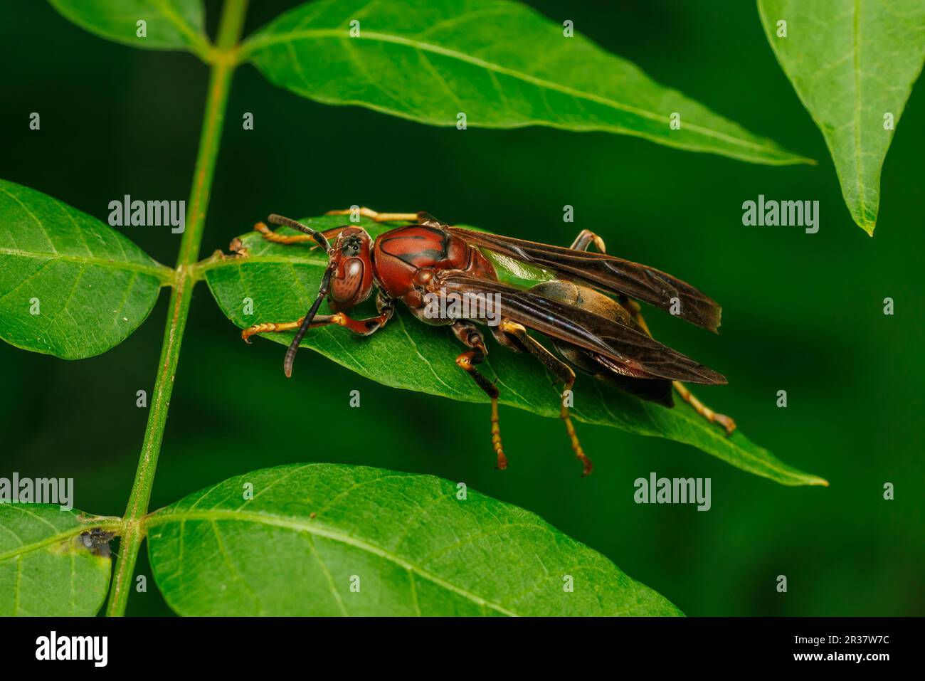 Metric Paper Wasp (Polistes metricus) Stock Photo