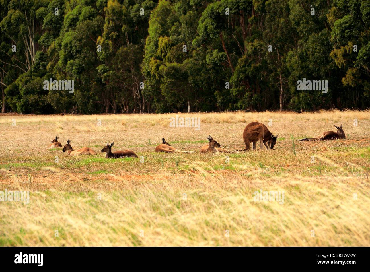 Kangaroos resting  peacefully on a grass field,  Augusta, Southwest Australia Stock Photo
