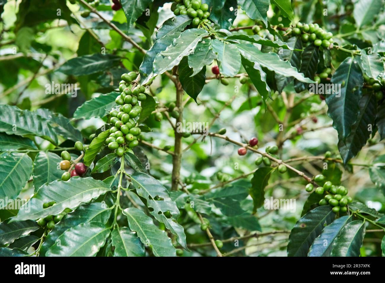 Coffee tree with many unripe coffee beans in its branches, in Santander, Colombia. Stock Photo