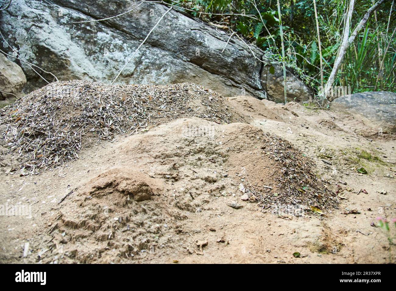 Large anthill in a natural wilderness area near Aratoca, Santander, Colombia. Stock Photo