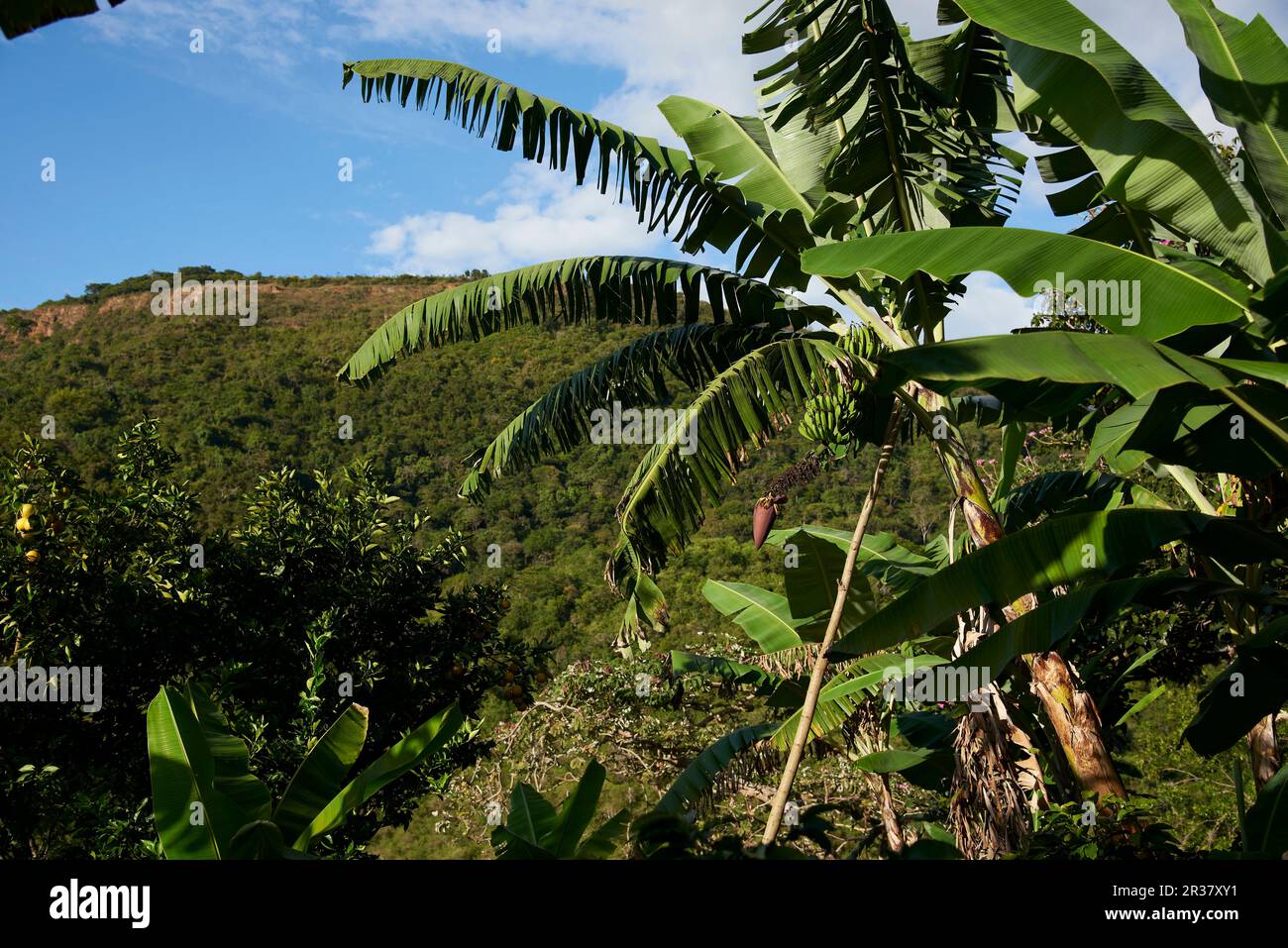 Palm tree with a bunch of green, unripe, bananas hanging, with the flower at the end of the cluster. Plantation in Santander, Colombia. Stock Photo