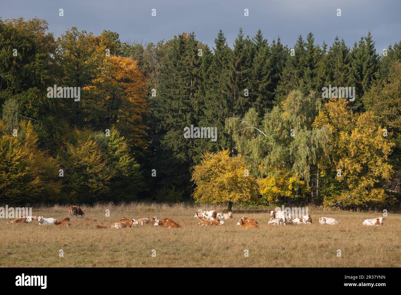 Herd of cattle grazing in autumn Stock Photo