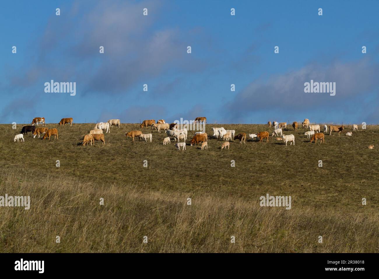 Herd of cows in the meadow Stock Photo