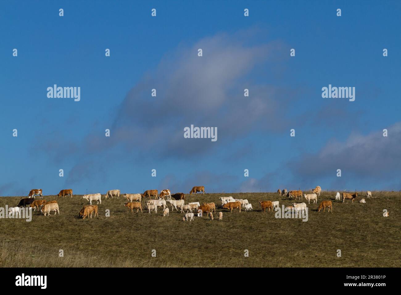 Herd of cows in the meadow Stock Photo