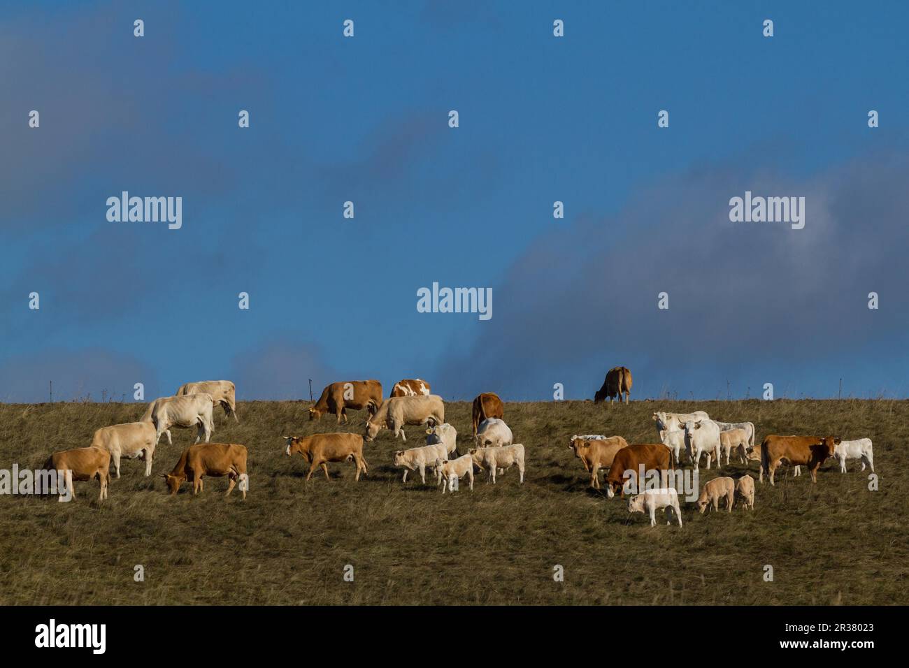 Herd of cows in the meadow Stock Photo
