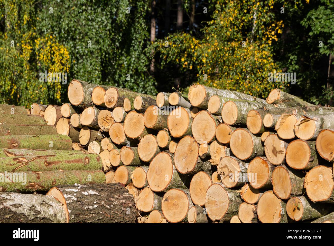 Wooden pile Wooden pile Stock Photo - Alamy