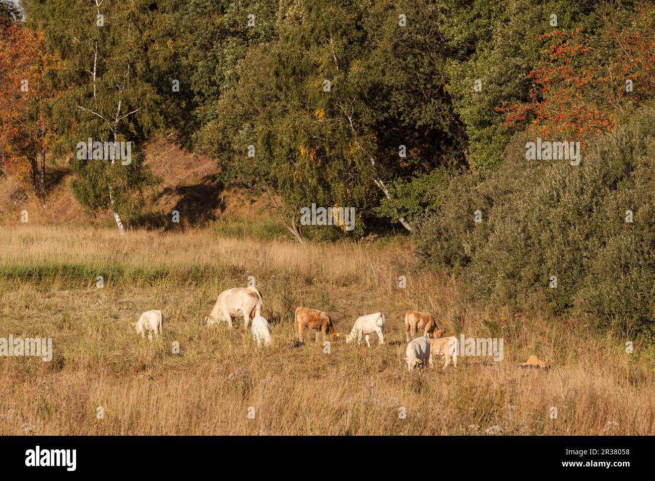 Cattle herd Stock Photo