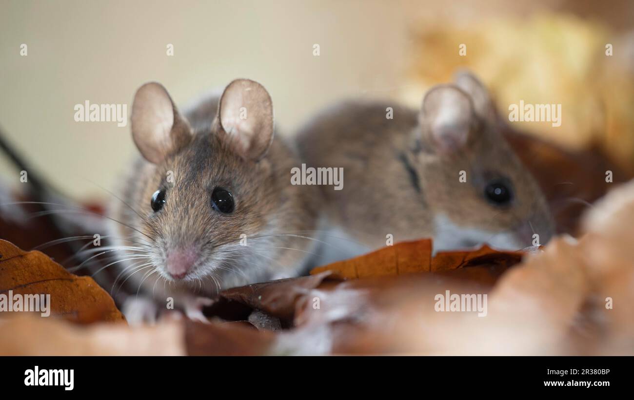 The wood mouse (Apodemus sylvaticus) is a species of mammal in the murids (Muridae) . This relatively small and large-eyed long-tailed mouse inhabits Stock Photo