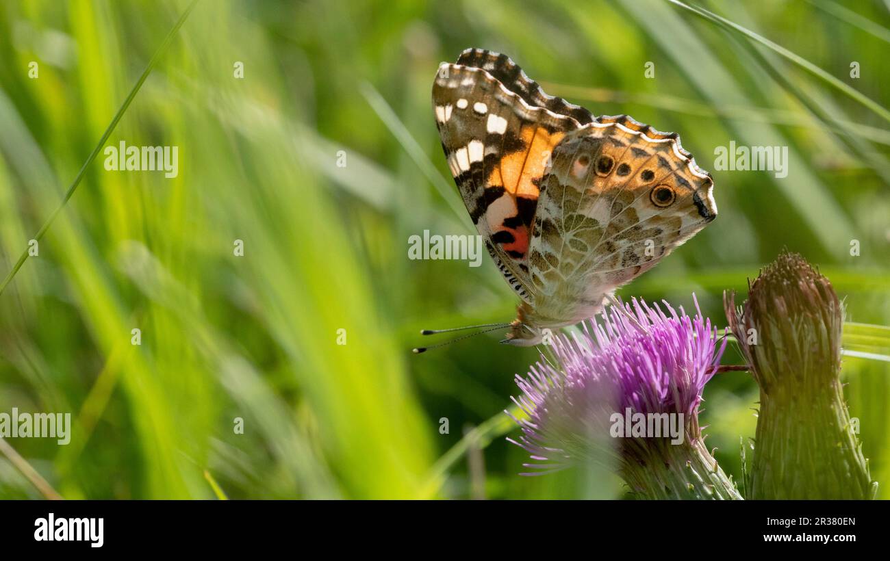 Distelfalter thistle butterfly hi-res stock photography and images - Alamy