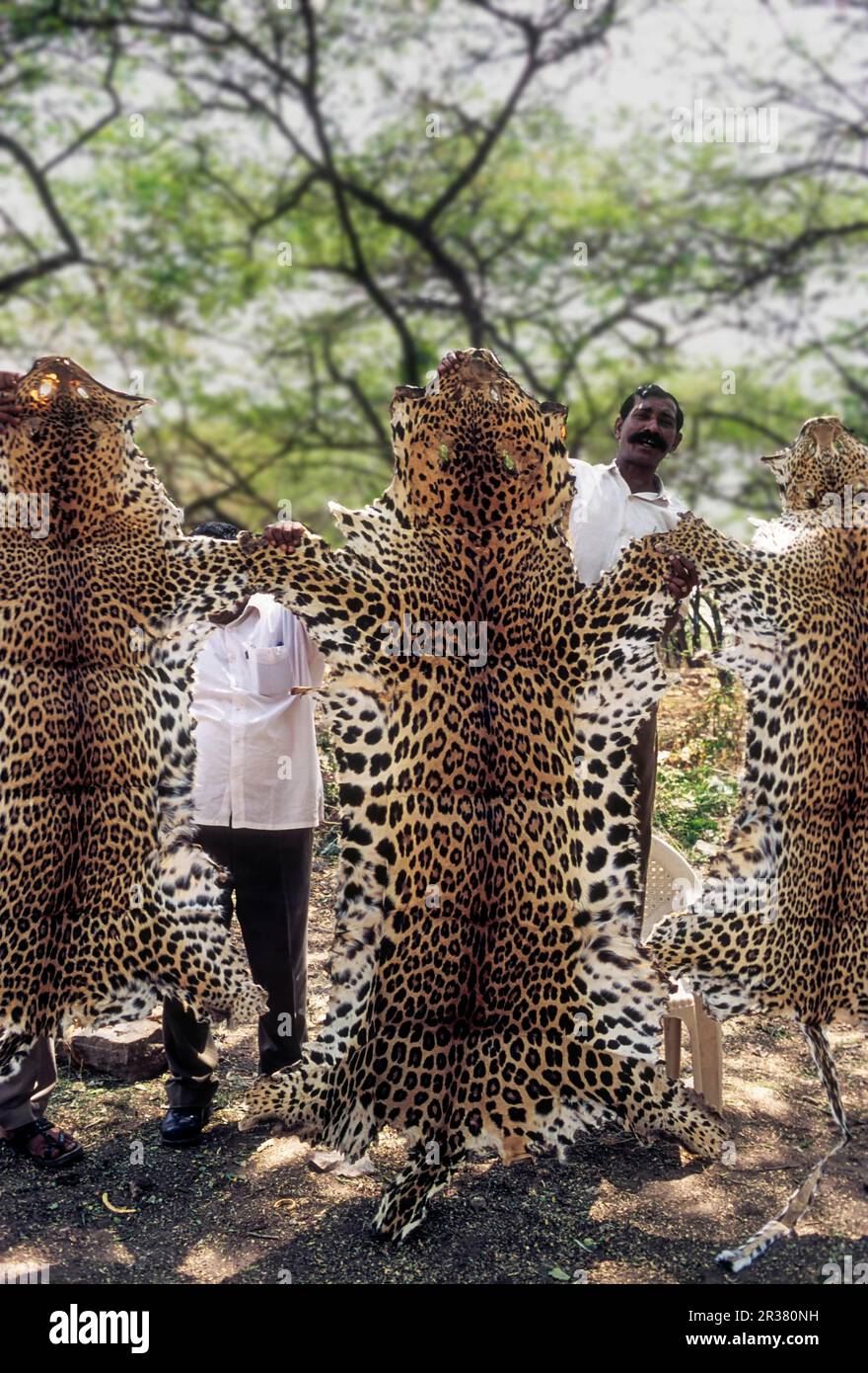 Leopard skins hi-res stock photography and images - Alamy