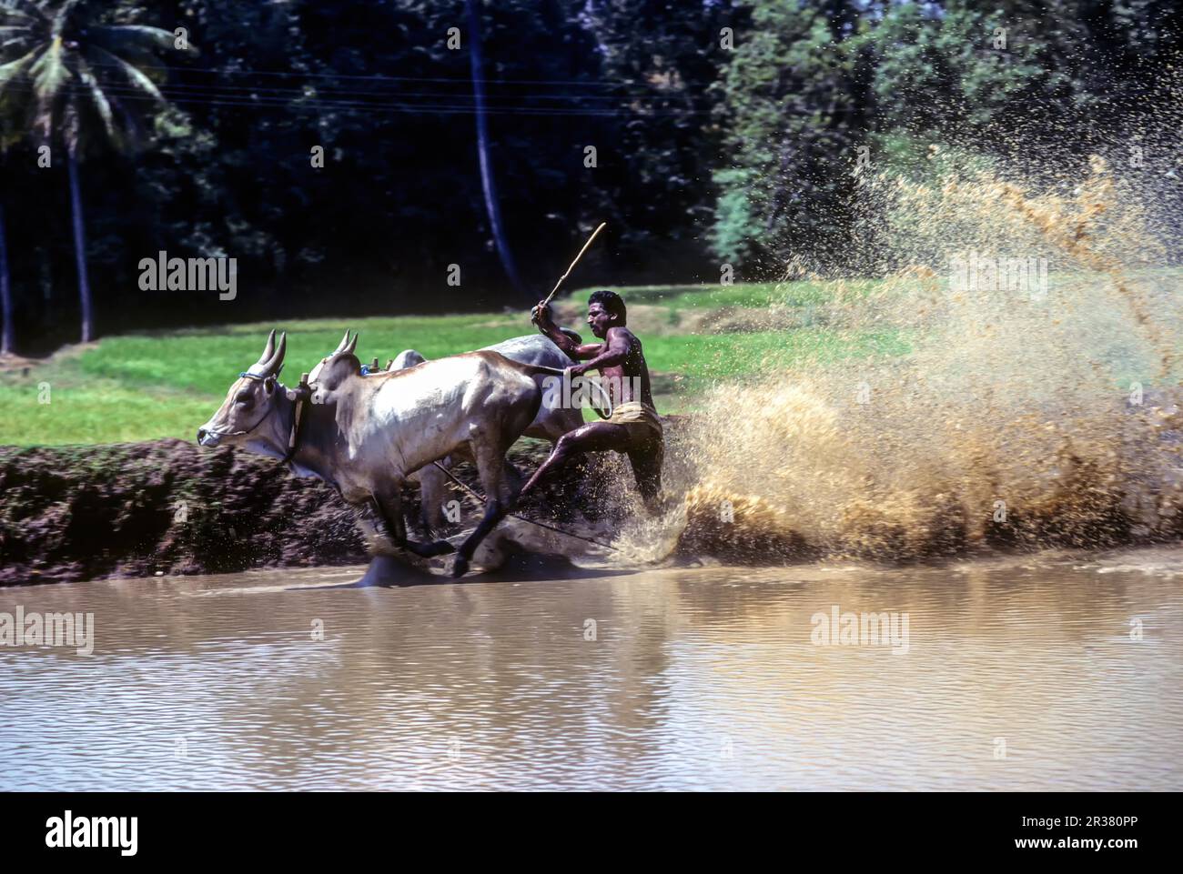 Racing bullocks and jockey (Kunjan aged 40) with splashing waters in ...